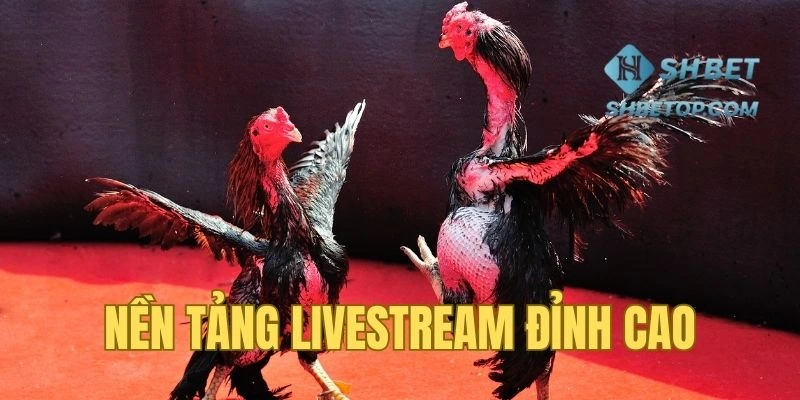 Nền tảng livestream kỹ thuật số hiện đại