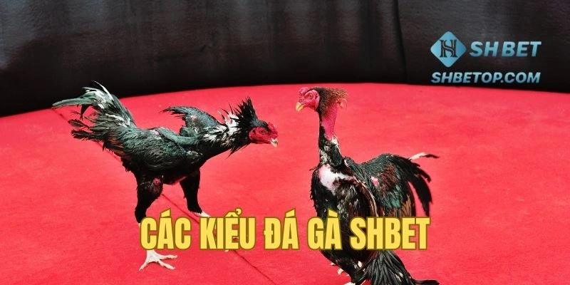 Những kiệu chọi kê Shbet bạn nên thử