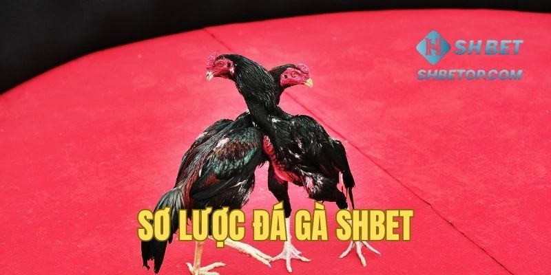 Tổng quan về sảnh đá gà Shbet