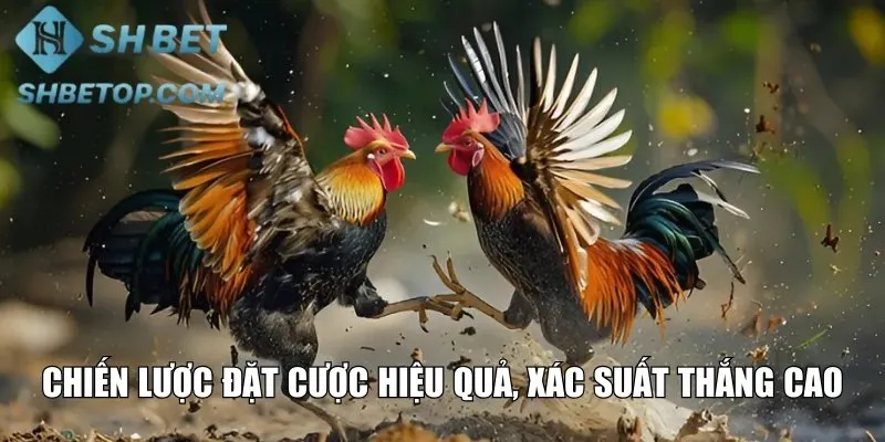 Chiến lược đặt cược hiệu quả, xác suất thắng cao