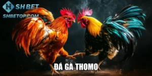 Đá Gà Thomo - Trải Nghiệm Thế Giới Chọi Kê Đặc Sắc Nhất