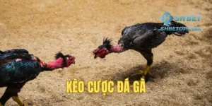 Kèo Cược Đá Gà - Khám Phá Thế Giới Chọi Kê Đẳng Cấp