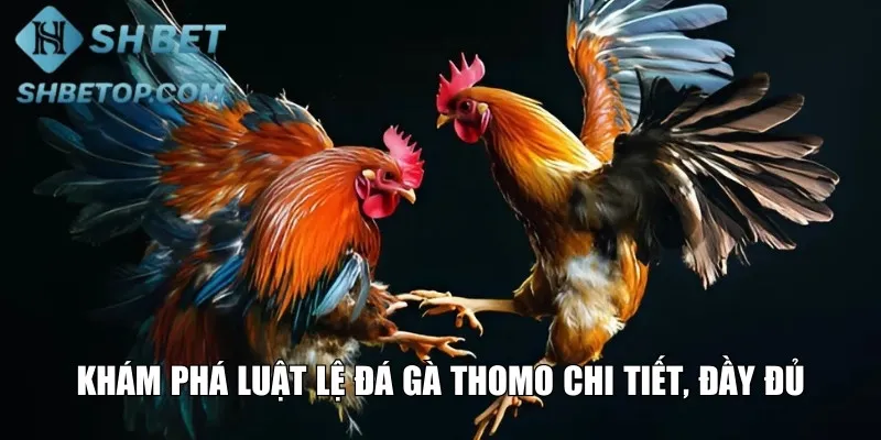 Khám phá luật lệ đá gà Thomo chi tiết, đầy đủ