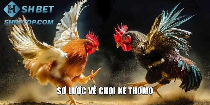 Sơ lược về chọi kê Thomo