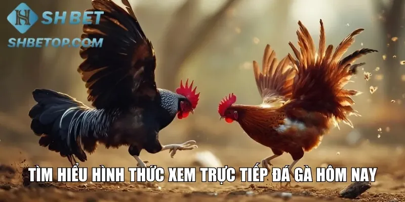 Tìm hiểu hình thức xem trực tiếp đá gà hôm nay