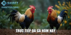 Trực Tiếp Đá Gà Hôm Nay - Gay Cấn, Kịch Tính Đến Từng Giây